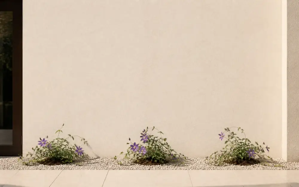 The same three flowering clematis plants growing low against a blank wall without support