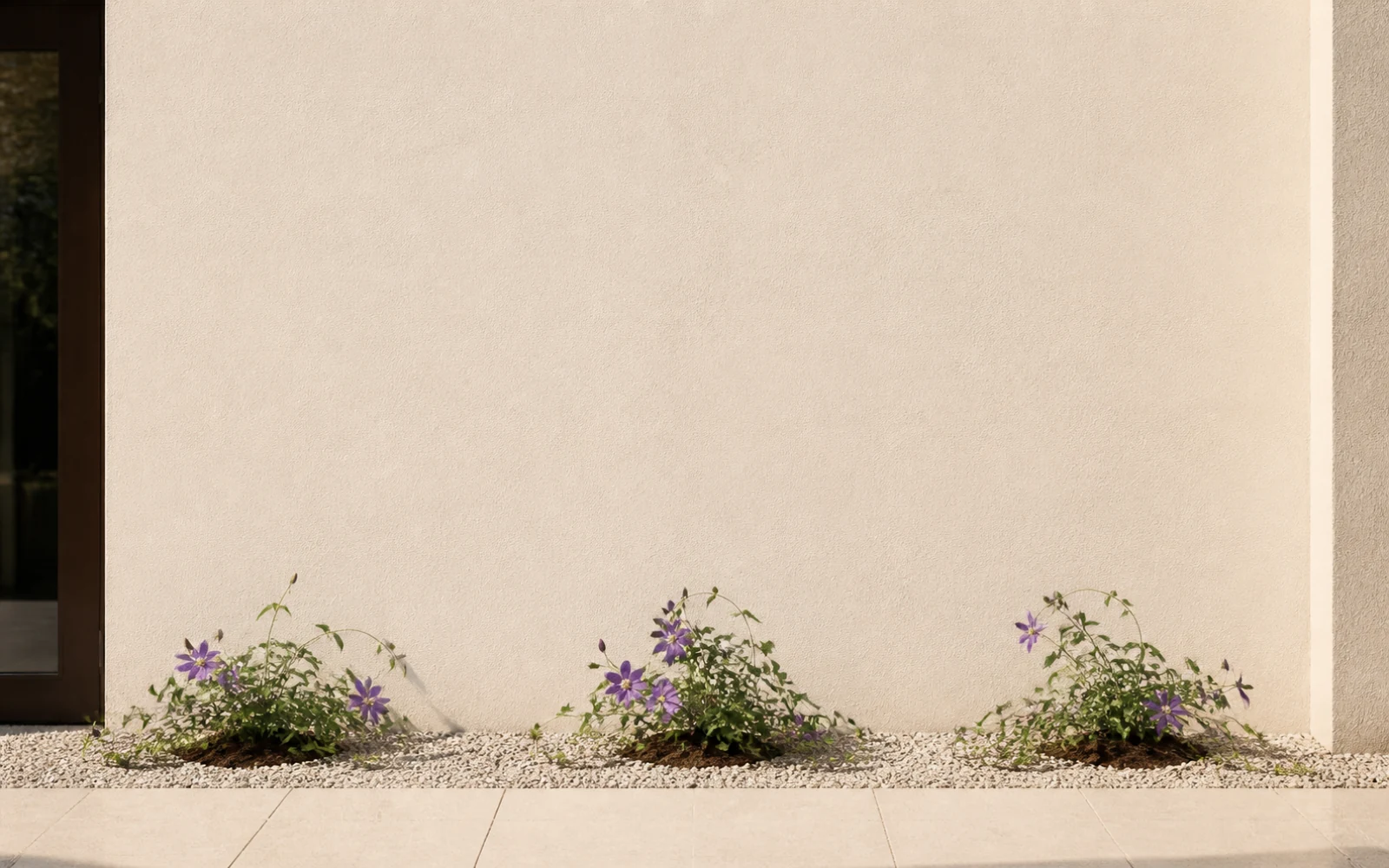 The same three flowering clematis plants growing low against a blank wall without support